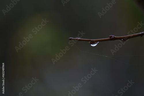 Rama con una gota de lluvia