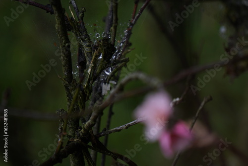 Flor de Capulí con gotas de lluvia