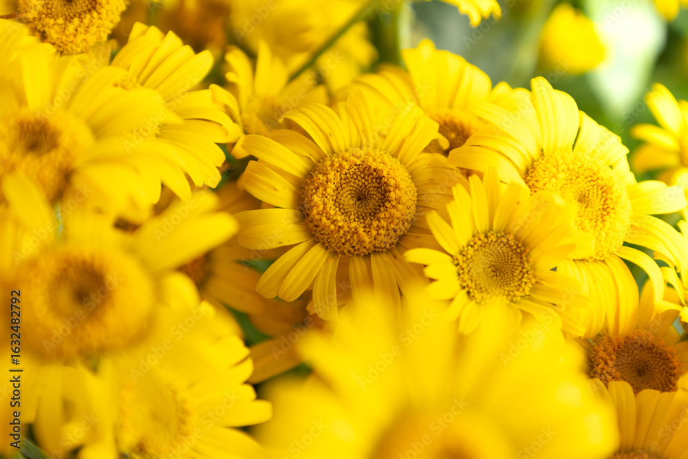 Fototapeta premium Bright yellow flowers bloom vibrantly in a sunny garden, showcasing their cheerful petals and intricate centers during a warm summer afternoon
