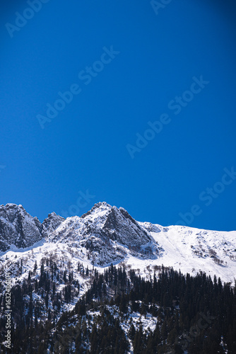 Snow-covered pine trees and mountain peaks in Gulmarg, Kashmir, India under a clear blue sky
