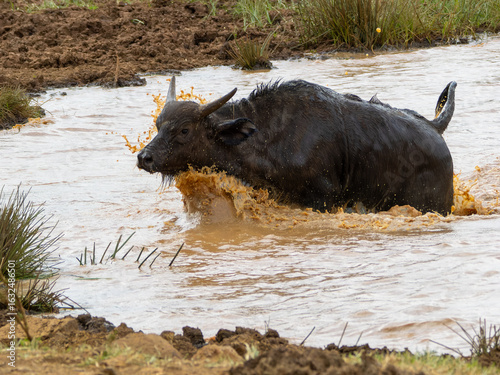 African buffalo crossing a lake in Aberdare National Park