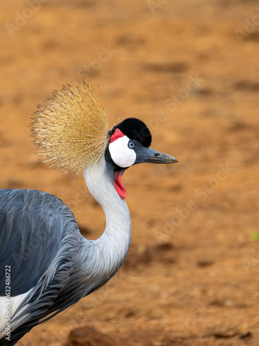 Gray Crowned Crane in Aberdare National Park in Kenya