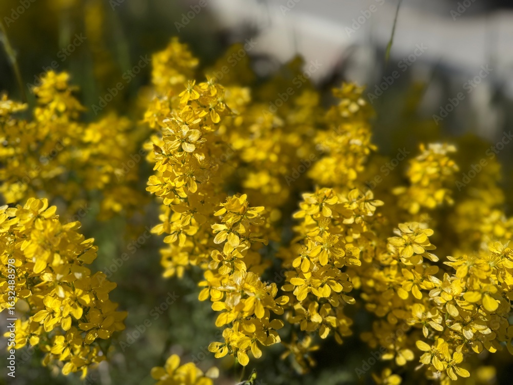Obraz premium Close-up of blooming St. John's Wort (Hypericum perforatum) with vibrant yellow flowers in natural habitat. Medicinal wildflower known for herbal remedies. 