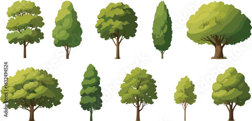 Collection of various cartoon trees, vector illustration of green forest elements, isolated deciduous and evergreen trees, nature landscape design