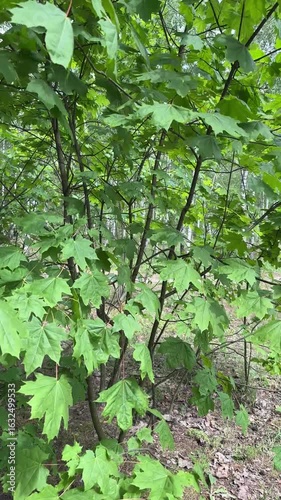 green leaves swaying in the wind