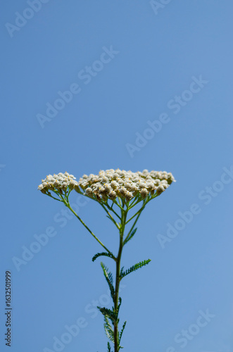 White Yarrow Flowers Agains...