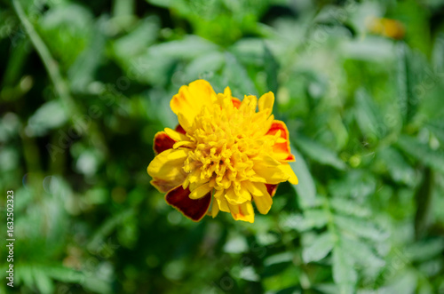 Vibrant yellow and orange m...