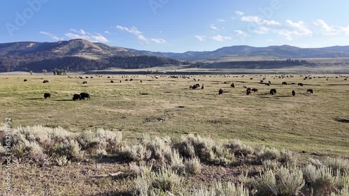 Yellowstone National Park in July 2025, Geysers, Lake, Animals, Canyon