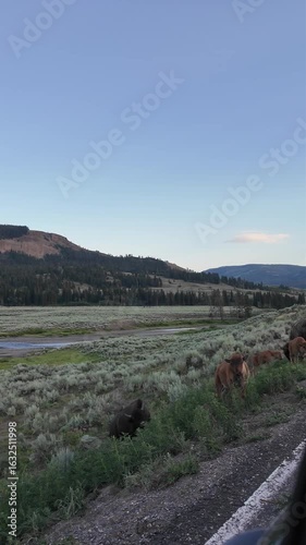 Yellowstone National Park in July 2025, Geysers, Lake, Animals, Canyon