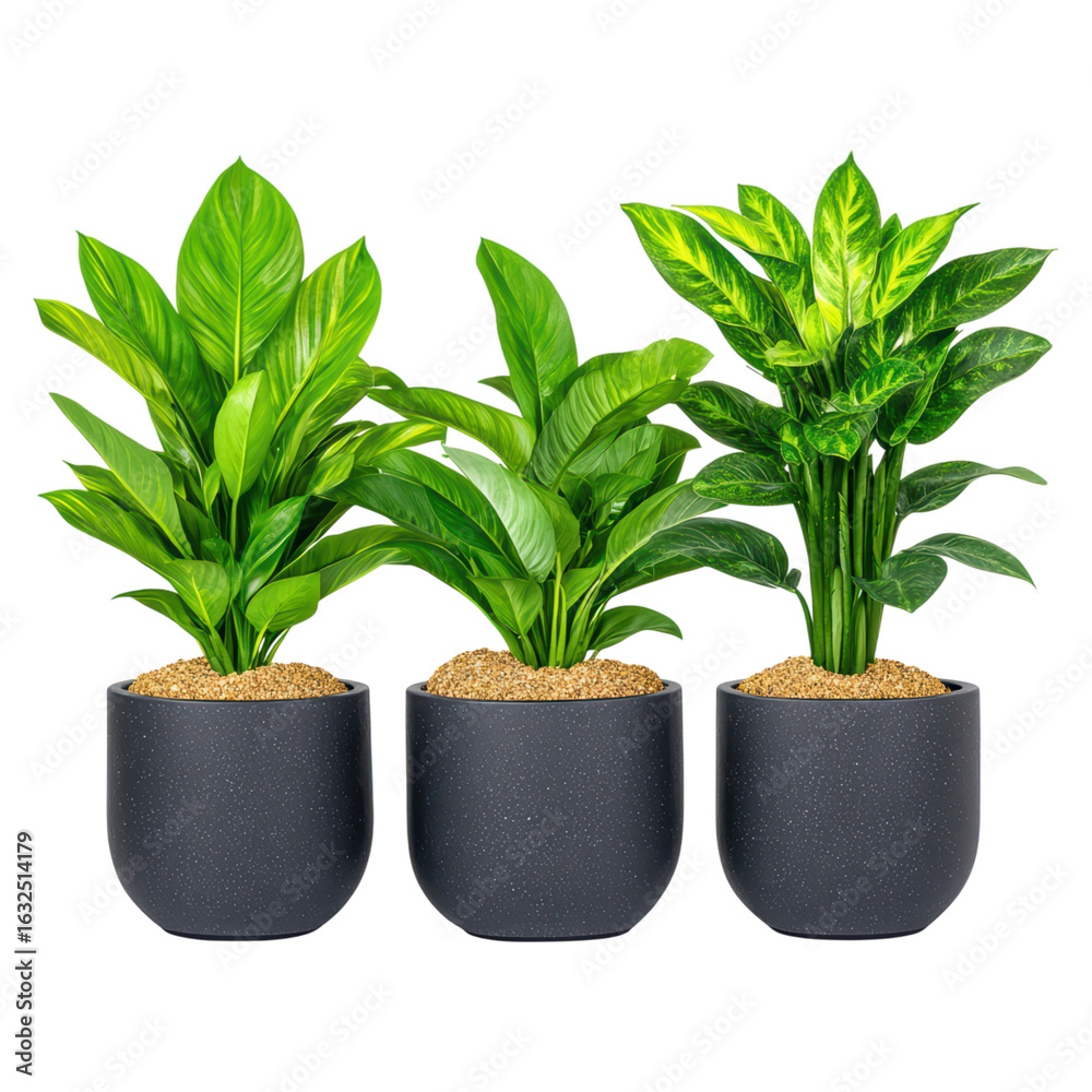 Fototapeta premium Lush Green Indoor Plants Arrangement in Modern Pots, isolated on transparent background.