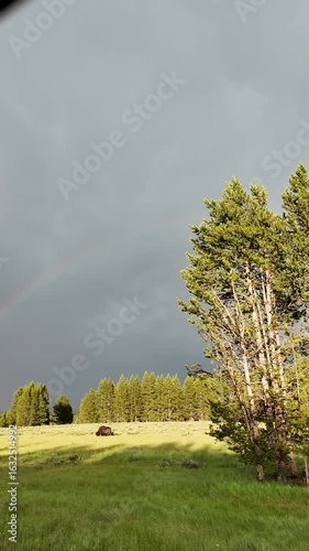 Yellowstone National Park in July 2025, Geysers, Lake, Animals, Canyon