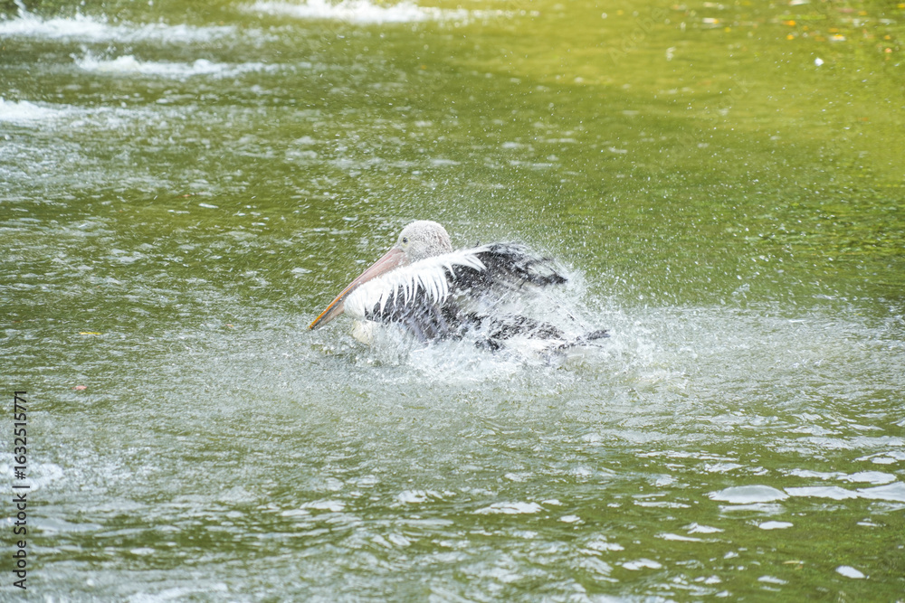 Fototapeta premium Australian Pelican (Pelecanus conspicillatus) swim in a pond, splashing water around them. The bird has a striking appearance with white body, black wings, and long pink beak.