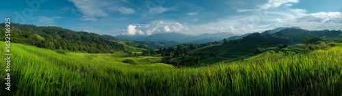 Panoramic landscape hdr view rice fields nature