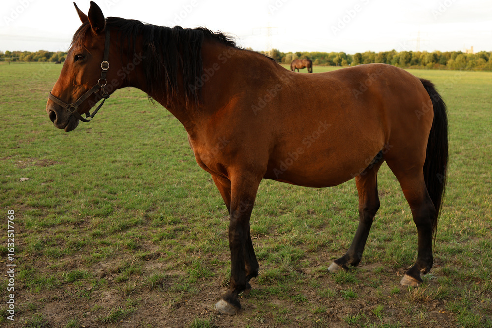 Obraz premium Bay horse portrait with long mane close up in motion.
