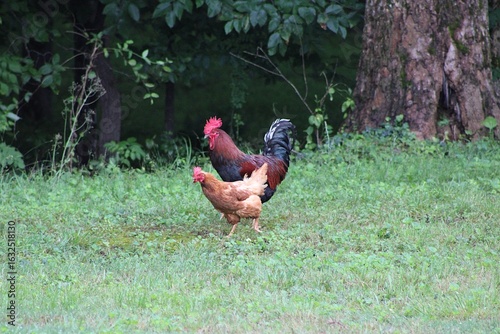 Chickens and rooster in the front yard