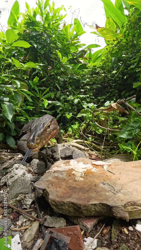 Vertical video. Monitor Lizard Scanning Surroundings Then Detecting Camera with Tongue in Lush Jungle Setting Captured in Wide Low Angle Zoom Out Curiosity and Wildlife Interaction Concept Vertical video. Monitor Lizard Scanning Surroundings Then Detecting Camera with Tongue in Lush Jungle Setting Captured in Wide Low Angle Zoom Out Curiosity and Wildlife Interaction Concept