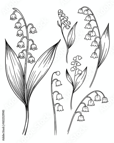 Elegant lily of the valley botanical illustration hand drawn sketch