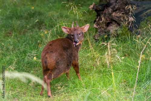 Southern Pudu during daytime in nature