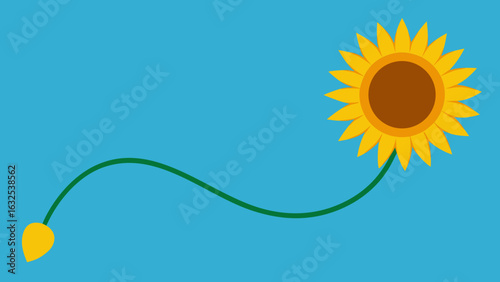 sunflower facing the radiant sun