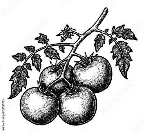 Fresh Ripe Tomatos on Branch with Green Leaves Harvested Vintage Style Black and White Outline Line Art Drawing