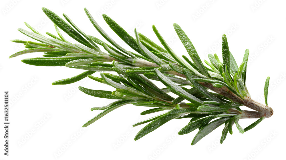 Fototapeta premium Rosemary twig isolated on a white background