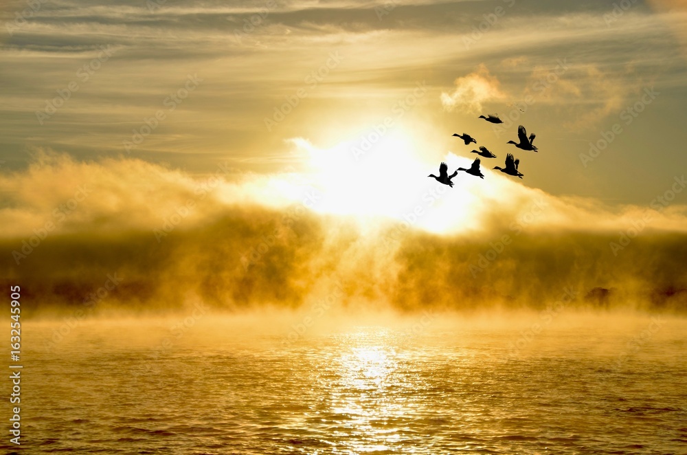 Obraz premium Geese inflight