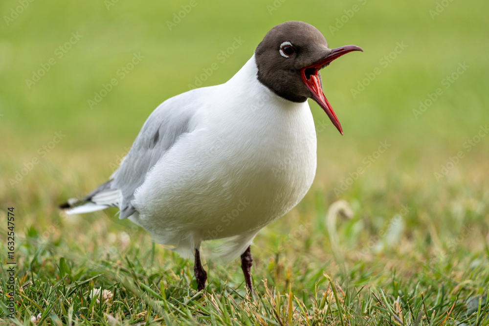 Fototapeta premium adult black-headed gull (Chroicocephalus ridibundus) in summer plumage on meadow