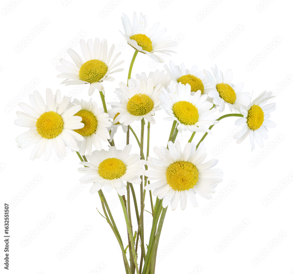 Obraz premium Marguerite commune