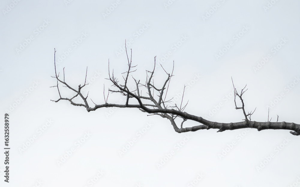 Bare Tree Branch Against White Sky winter dormant Bare Tree Branch Against White Sky winter dormant
