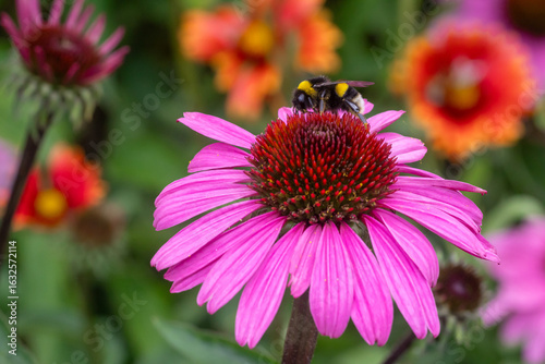 white-tailed bumblebee bombus magnus on a echinacea purpurea pink cornflower blossom