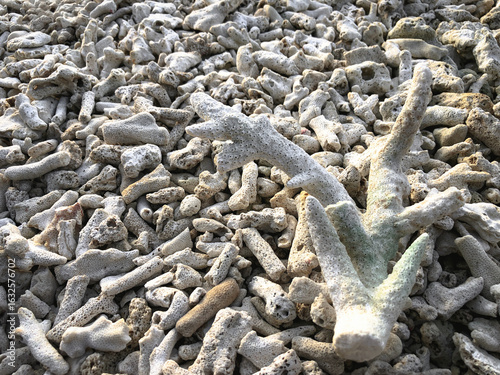 tree roots in the sand