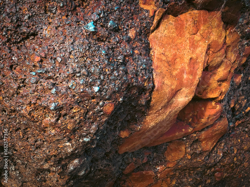 bark of a tree