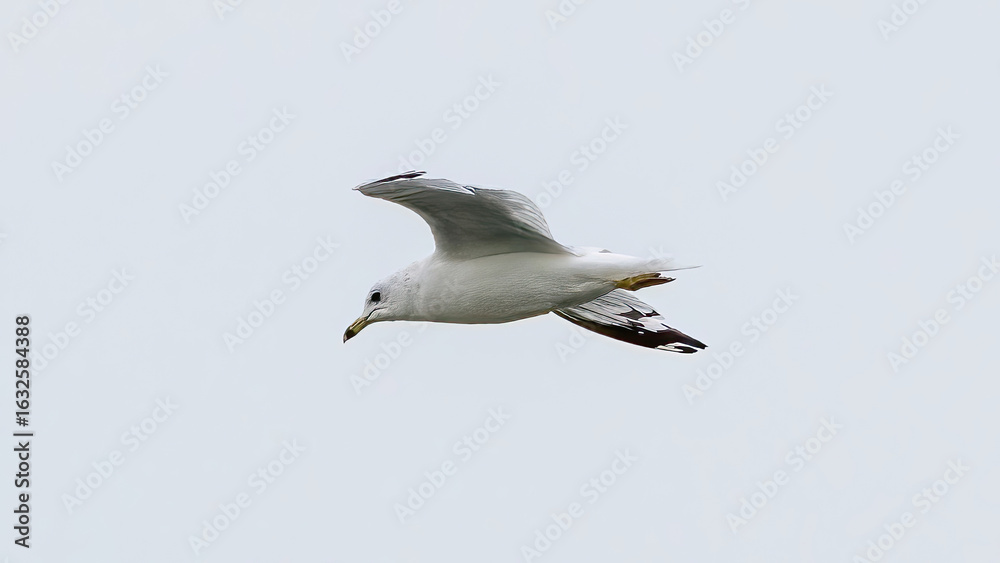Fototapeta premium A seagull is flying in the sky