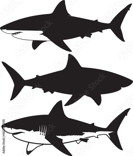 Set of three great white shark illustrations. Includes detailed vector graphic and black silhouettes. marine predator and ocean wildlife design element