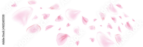 Pink rose or sakura petals. Spring Flowers. Romantic background. Vector illustration