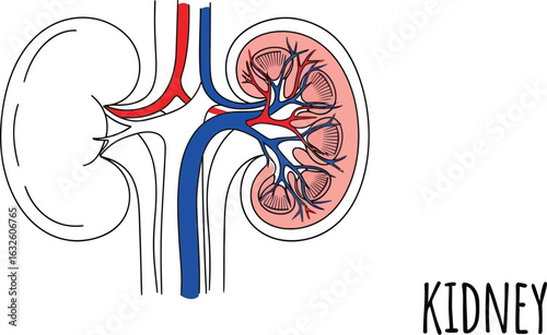 Human kidney diagram anatomy renal system organ illustration