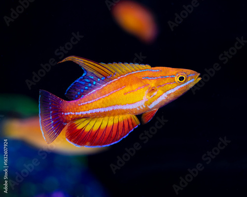 Amanda's flasher wrasse (Paracheilinus amanda)