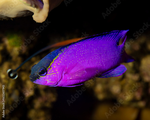 Blackcap basslet/gramma - Gramma melacara HD
