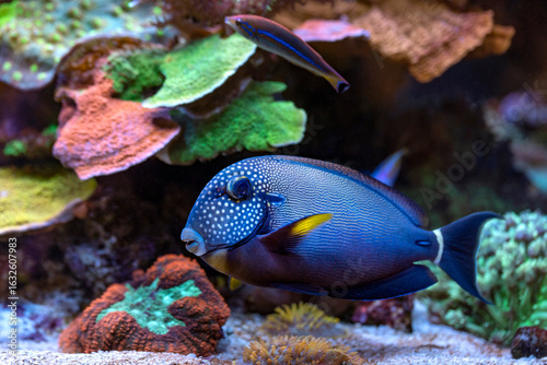 Freckle Faced Tang - Acanthurus maculiceps