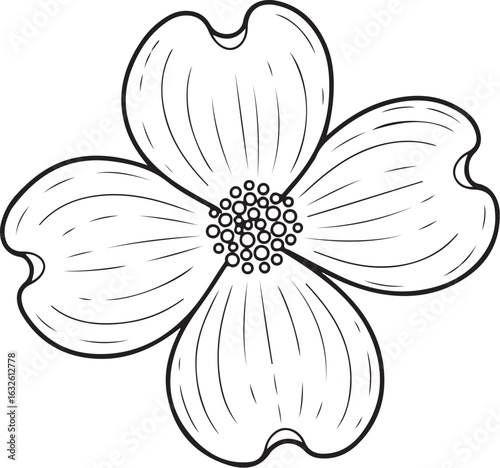 Detailed Black and White Dogwood Flower Illustration with Four Petals
