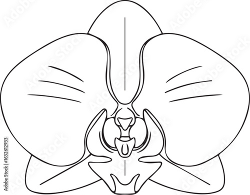 Elegant black and white line art of a single Phalaenopsis orchid flower, front view.