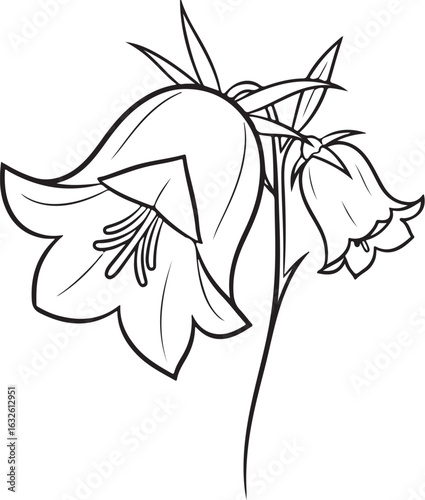 Elegant black and white line art of blooming bellflowers on a delicate stem.