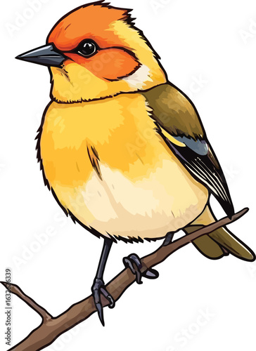 Cute cartoon a illustrator vector finch