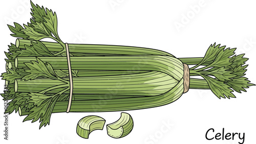 Fresh celery sticks and celery leaves healthy vegetable food