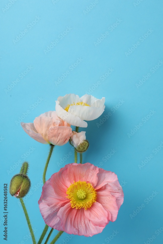 Obraz premium Beautiful poppy flowers on light blue background
