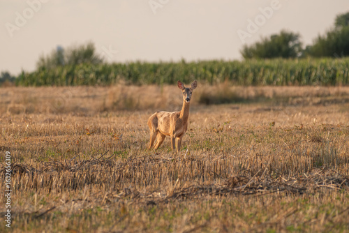 A doe in the field looks straight into the camera on a summer evening