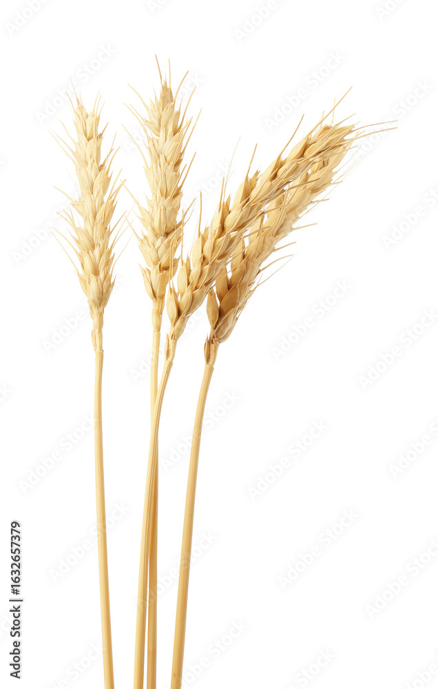 Fototapeta premium Dried spikes of wheat on white background