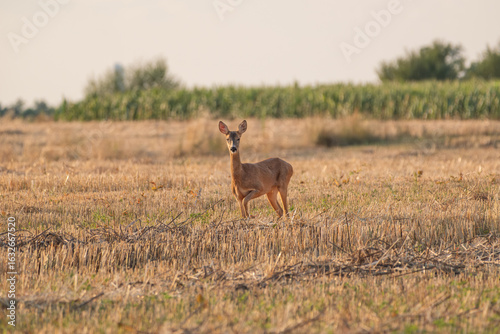 A doe in the field looks straight into the camera on a summer evening