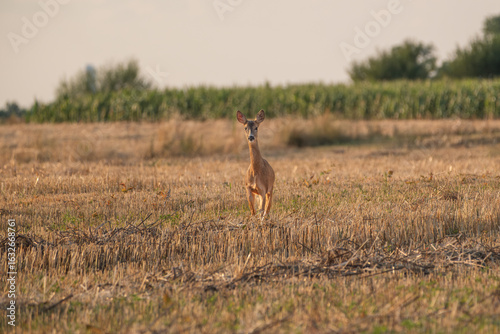 A doe in the field looks straight into the camera on a summer evening