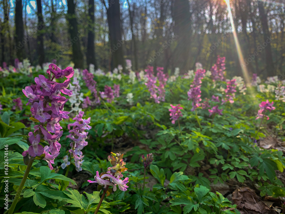 Obraz premium purple flowers in the forest